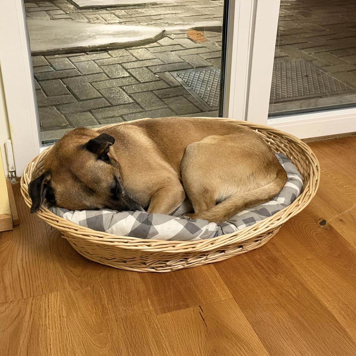 Apartment-in-Wien-Hunde-erlaubt-Therme-Oberlaa